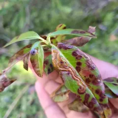 Coleophora kalmiella thumbnail 2