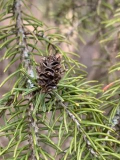Adelges lariciatus thumbnail 3