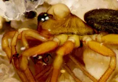 Tricorn Dwarf Weaver thumbnail 3