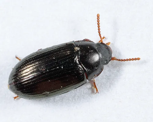 Platydema americana