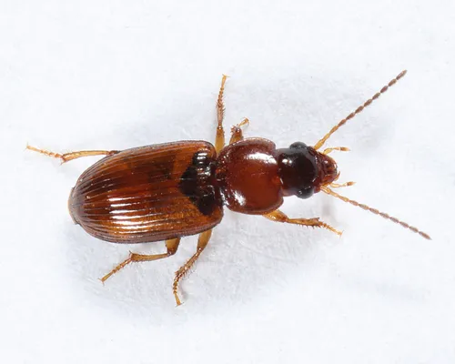 Sharing Harp Ground Beetle