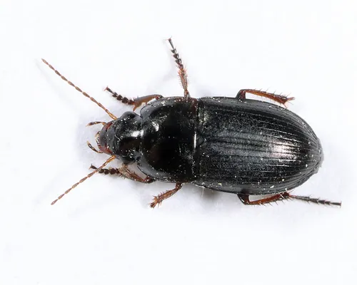 Selenophorus granarius