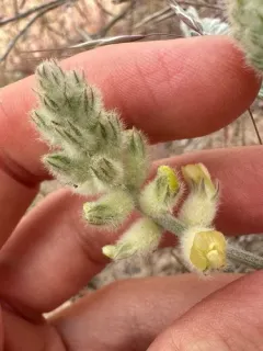 Tygh Valley Milkvetch thumbnail 2