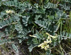 curvepod milkvetch thumbnail 2