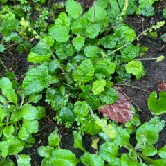 coastal miterwort thumbnail 3