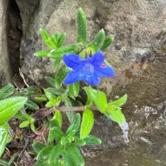 creeping gromwell thumbnail 2