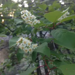 chokecherry thumbnail 1