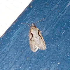 Packard's Concealer Moth thumbnail 2