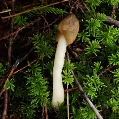 conic morel thumbnail 3
