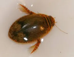 Woodland Predaceous Diving Beetle thumbnail 4