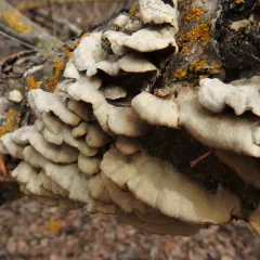 Smoky polypore thumbnail 4