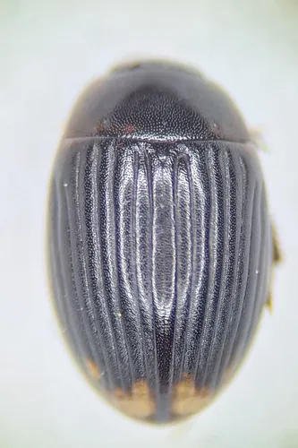 Cercyon fimbriatus