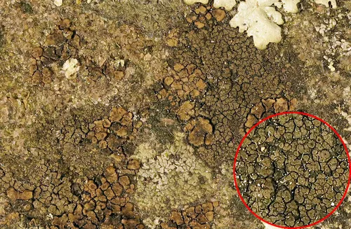 Rimularia badioatra