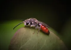 Sphecodes pecosensis thumbnail 1