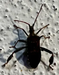 Leaf-footed Pine Seed Bug thumbnail 2