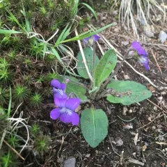 downy blue violet thumbnail 2