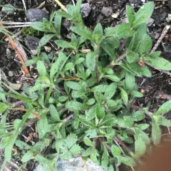 Common mouse-ear chickweed thumbnail 2