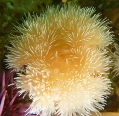 Giant Plumose Anemone thumbnail 3