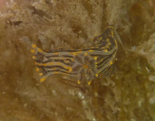 Sorcerer's Dorid