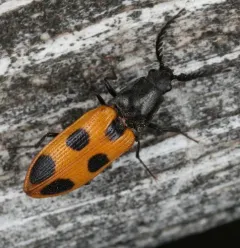 Vernal Click Beetle thumbnail 4