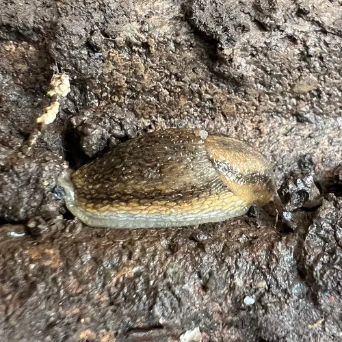 Orange-banded Arion