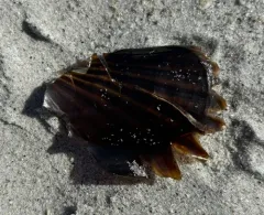 Boreal Awningclam thumbnail 4