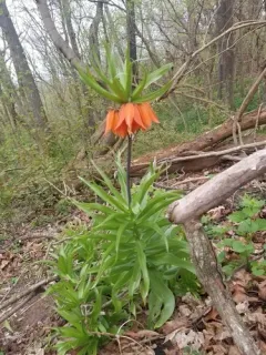 Crown imperial thumbnail 2