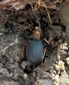Summer Harp Ground Beetle thumbnail 4