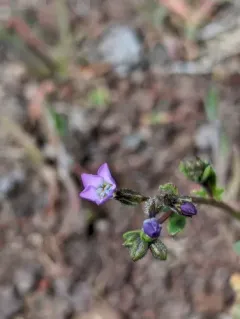 Modoc gilia thumbnail 2