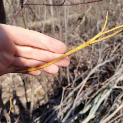 dogwood golden canker thumbnail 4