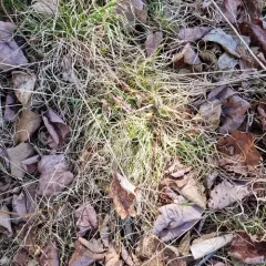 Poverty oatgrass thumbnail 2