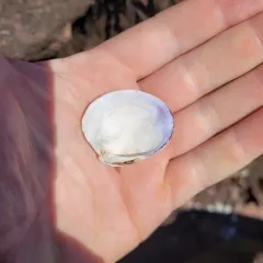 Northern Quahog thumbnail 3