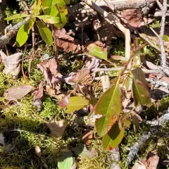 Coleophora kalmiella thumbnail 3