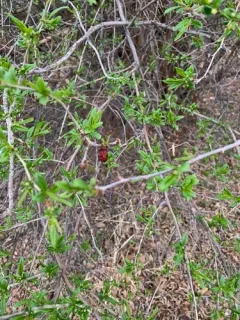Prinsepia sinensis thumbnail 4
