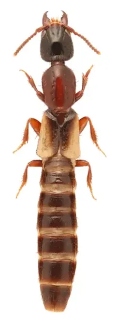 Pale-winged Rove Beetle thumbnail 2