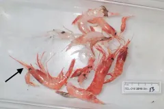 Golden shrimp thumbnail 2