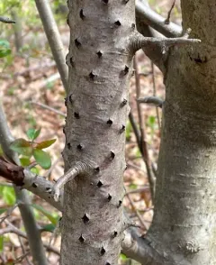 Biscogniauxia marginata thumbnail 3