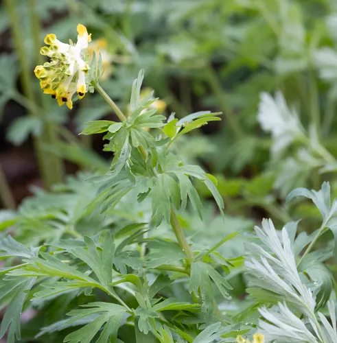 Noble Corydalis