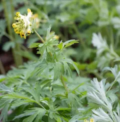 Noble Corydalis thumbnail 1