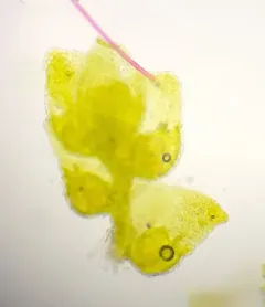 Biddlecome's Pouncewort thumbnail 2