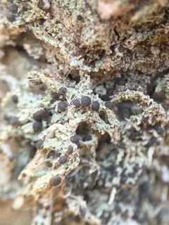 Four-celled Moss-dot thumbnail 1