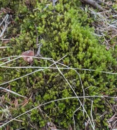 Long-leaved Thread Moss thumbnail 3