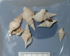 American pelicanfoot thumbnail 3