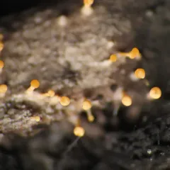 Eustilbum aureum thumbnail 2