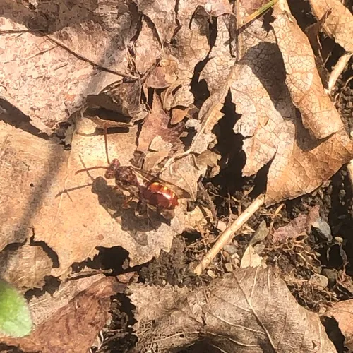 Spotted Nomad Bee