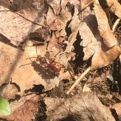 Spotted Nomad Bee thumbnail 1