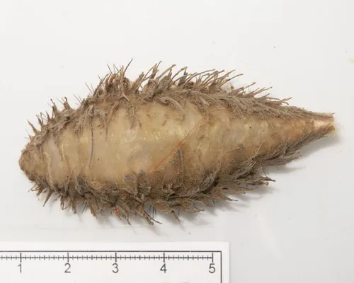 Aphrodita hastata