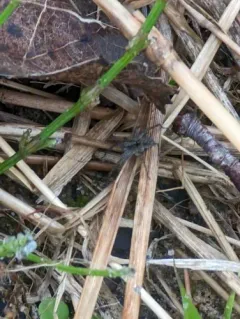 Shore Spider thumbnail 3