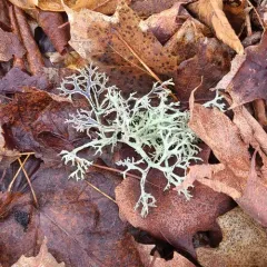 Common Antler Lichen thumbnail 4