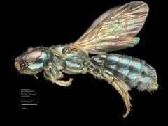 Ceratina micheneri thumbnail 3